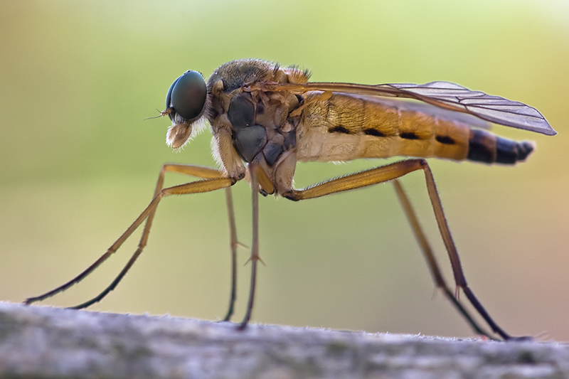 Gemeine Schnepfenfliege