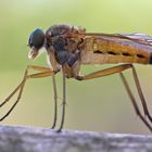 Gemeine Schnepfenfliege