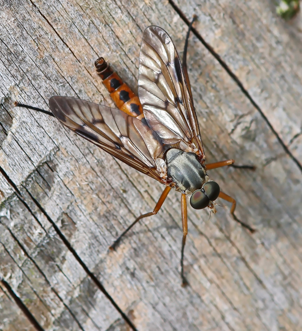 Gemeine Schnepfenfliege