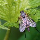 Gemeine Schnepfenfliege