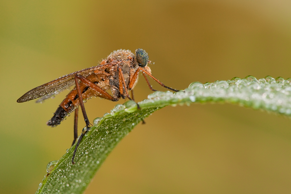 Gemeine Schnepfenfliege