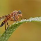 Gemeine Schnepfenfliege