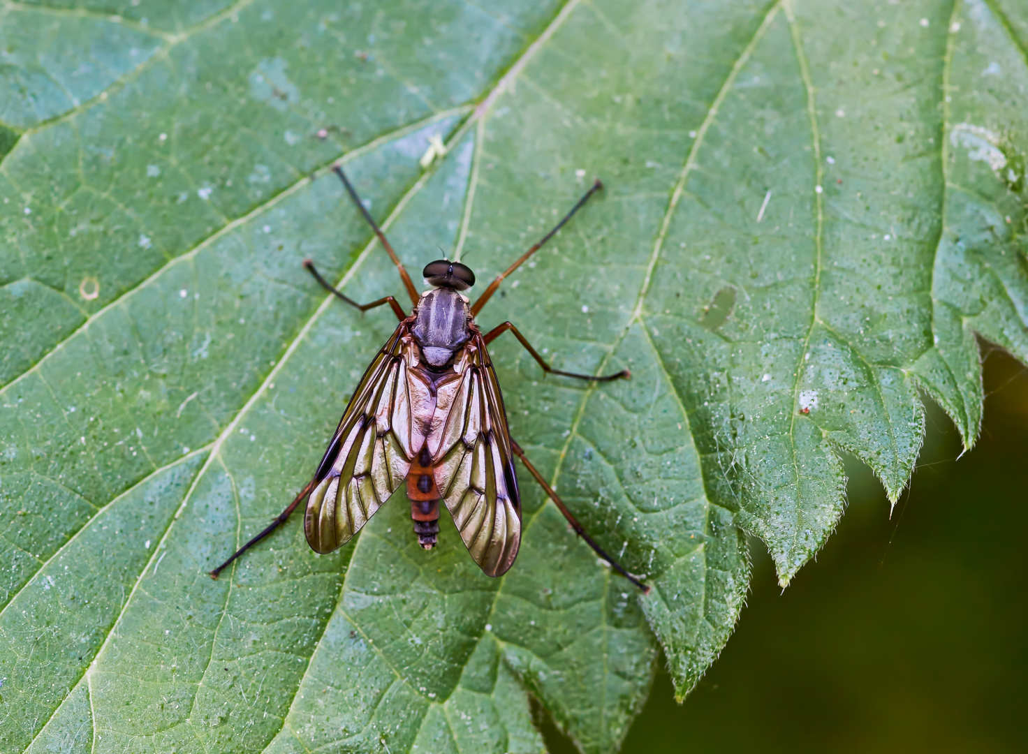 Gemeine Schnepfenfliege