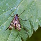 Gemeine Schnepfenfliege