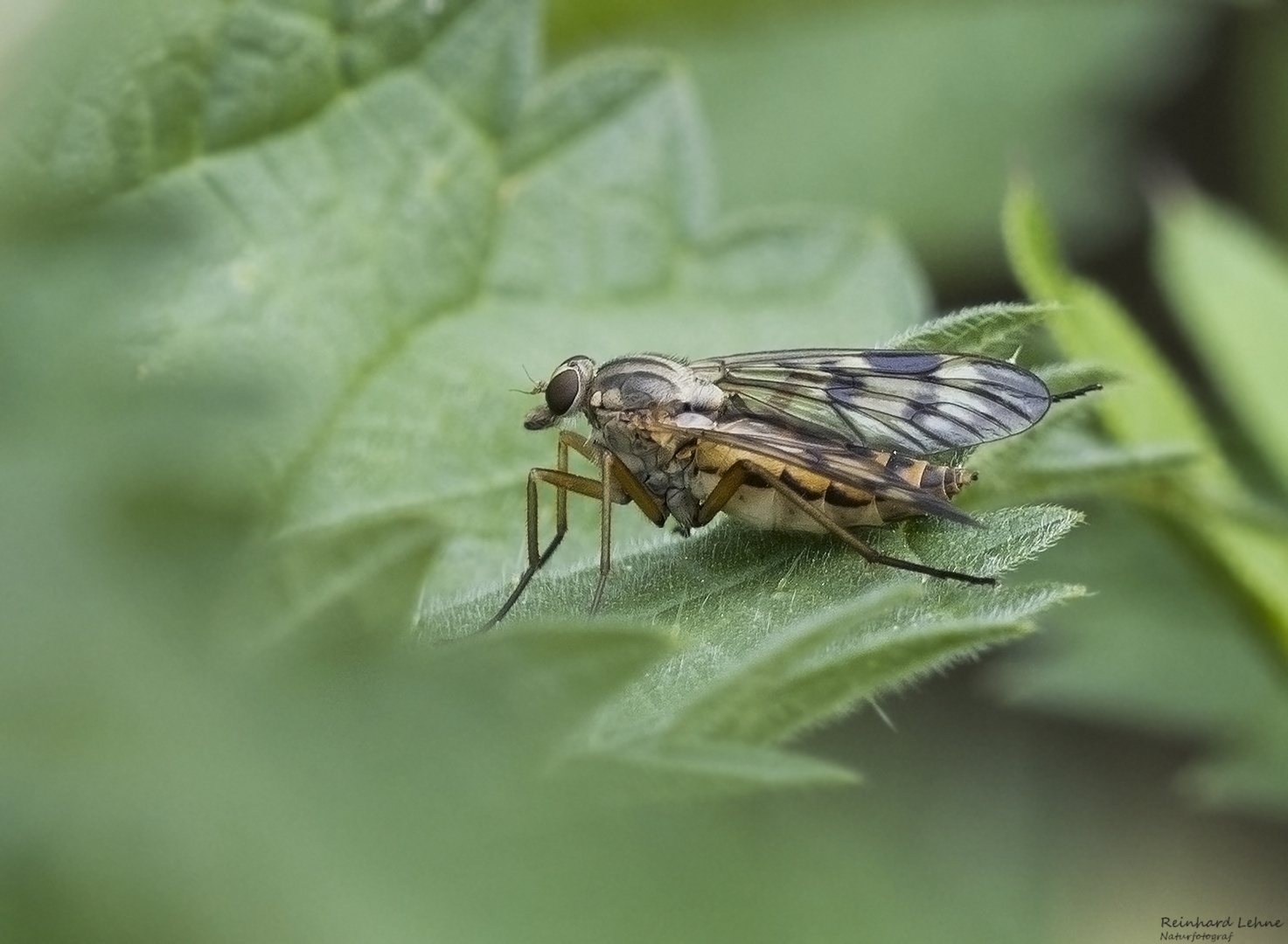  Gemeine  Schnepfenfliege