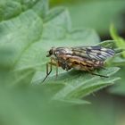  Gemeine  Schnepfenfliege