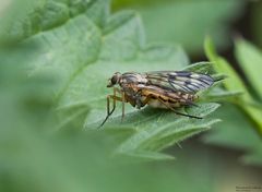  Gemeine  Schnepfenfliege