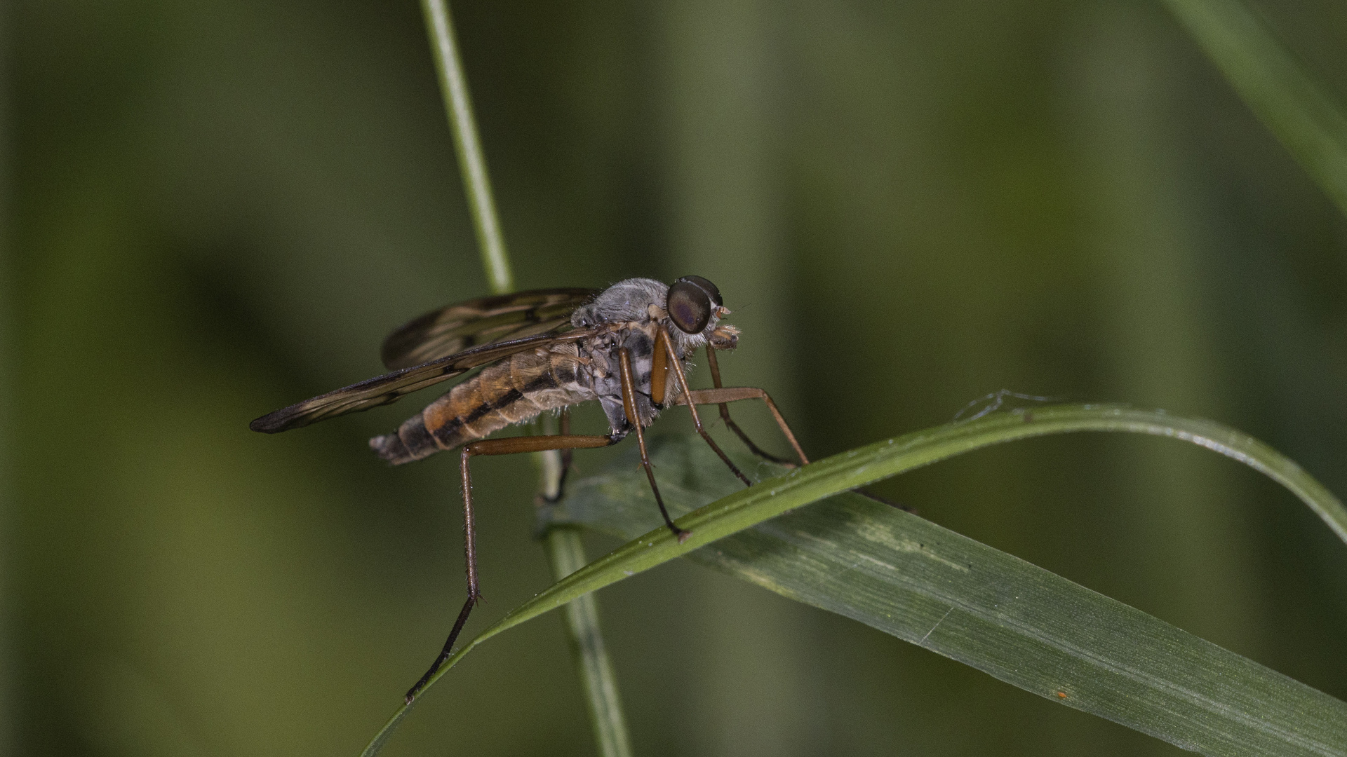 Gemeine Schnepfenfliege A