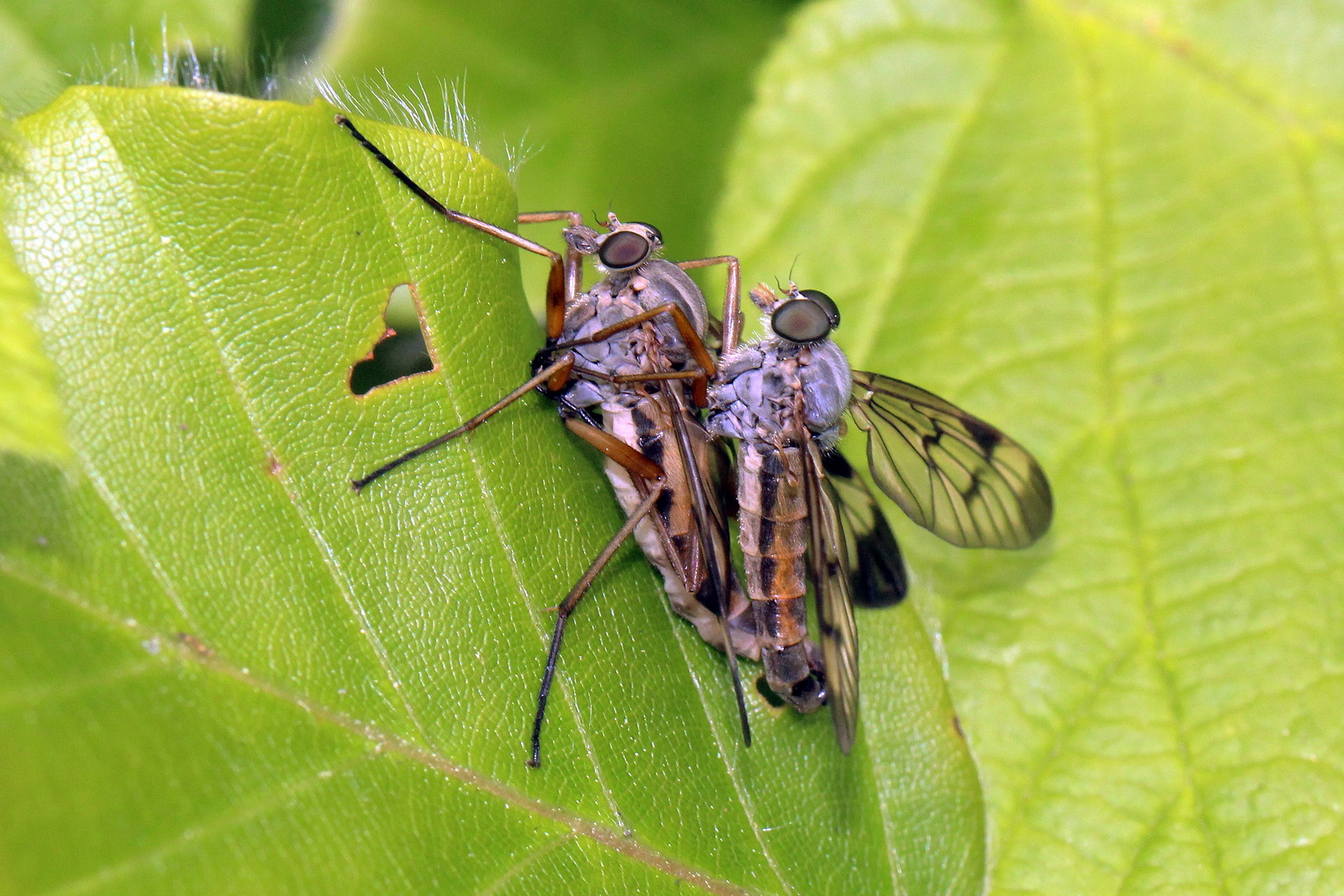 Gemeine Schnepfenfliege