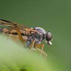 Gemeine Schnepfenfliege