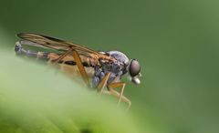 Gemeine Schnepfenfliege