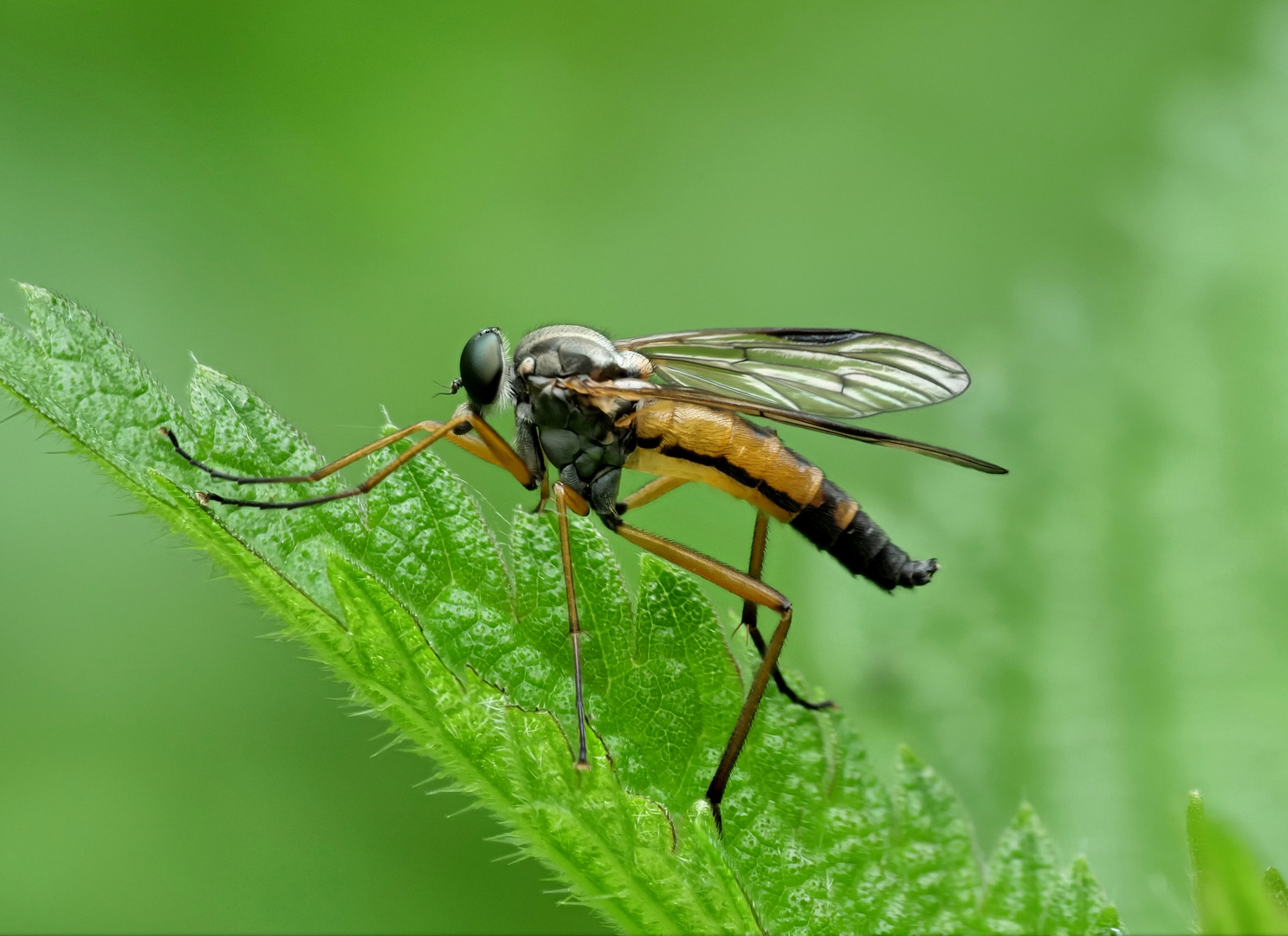 Gemeine Schnepfenfliege