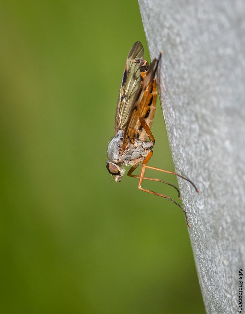 Gemeine Schnepfenfliege