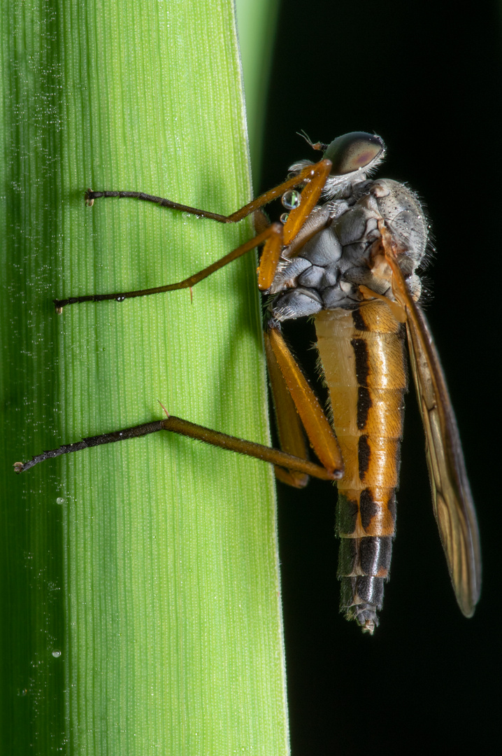 Gemeine Schnepfenfliege