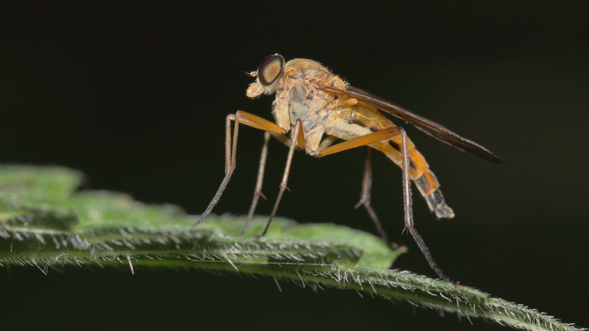 Gemeine Schnepfenfliege