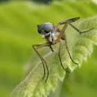 gemeine Schnepfenfliege