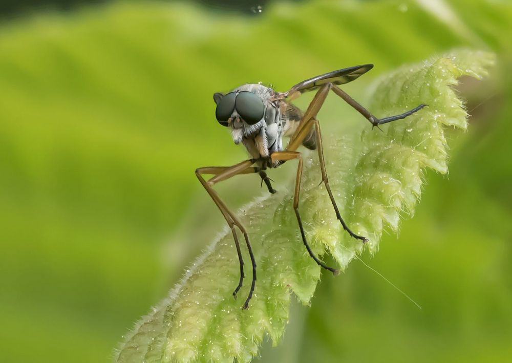 gemeine Schnepfenfliege