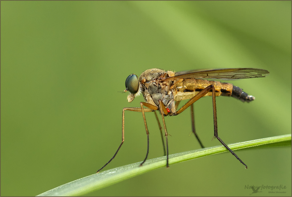 gemeine schnepfenfliege ( rhagio scolopaceus ) 01/12