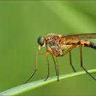 gemeine schnepfenfliege ( rhagio scolopaceus ) 01/12