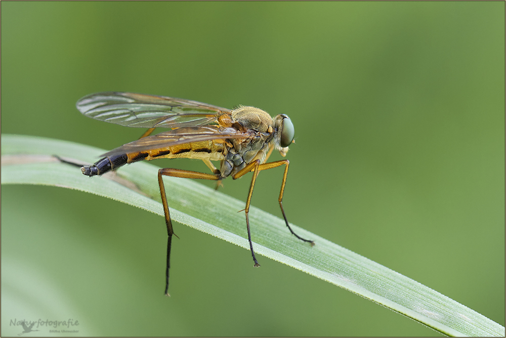 gemeine schnepfenfliege ( rhagio scolopaceus ) 03/12