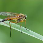 gemeine schnepfenfliege ( rhagio scolopaceus ) 03/12