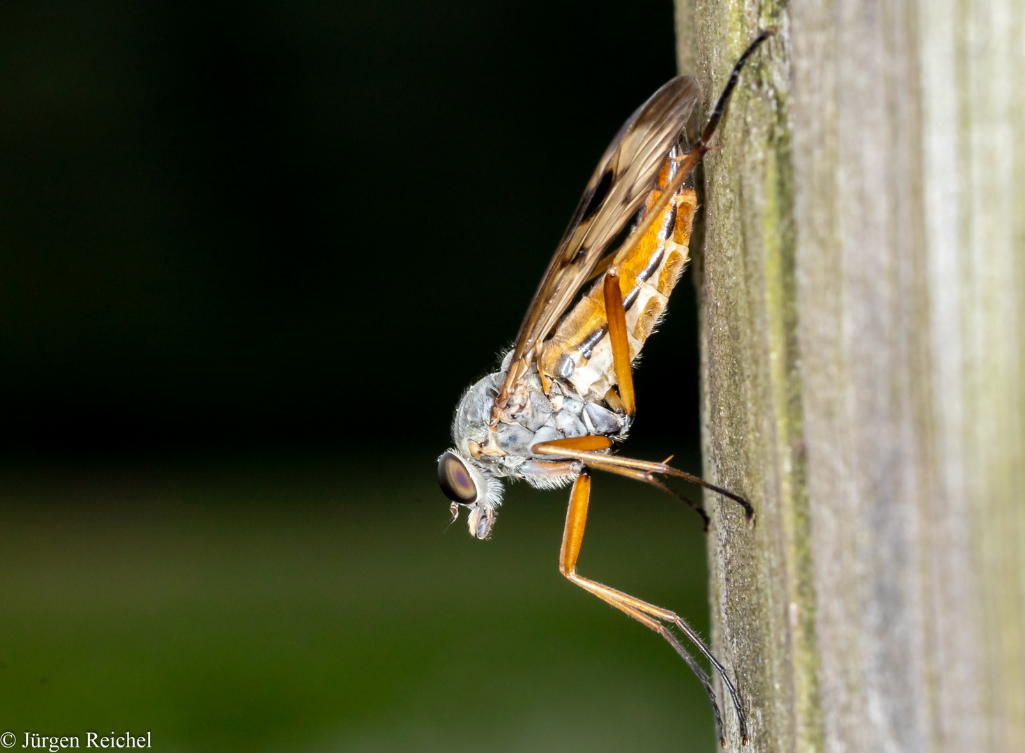 Gemeine Schnepfenfliege (Rhagio scolopaceus)