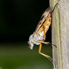 Gemeine Schnepfenfliege (Rhagio scolopaceus)