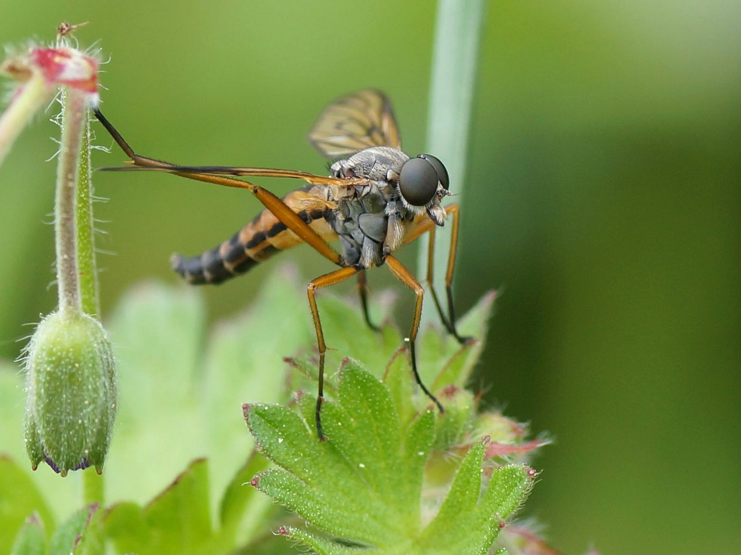 Gemeine Schnepfenfliege (Rhagio scolopaceus)