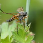 Gemeine Schnepfenfliege (Rhagio scolopaceus)