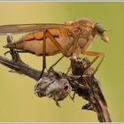 Gemeine Schnepfenfliege (Rhagio scolopaceus)