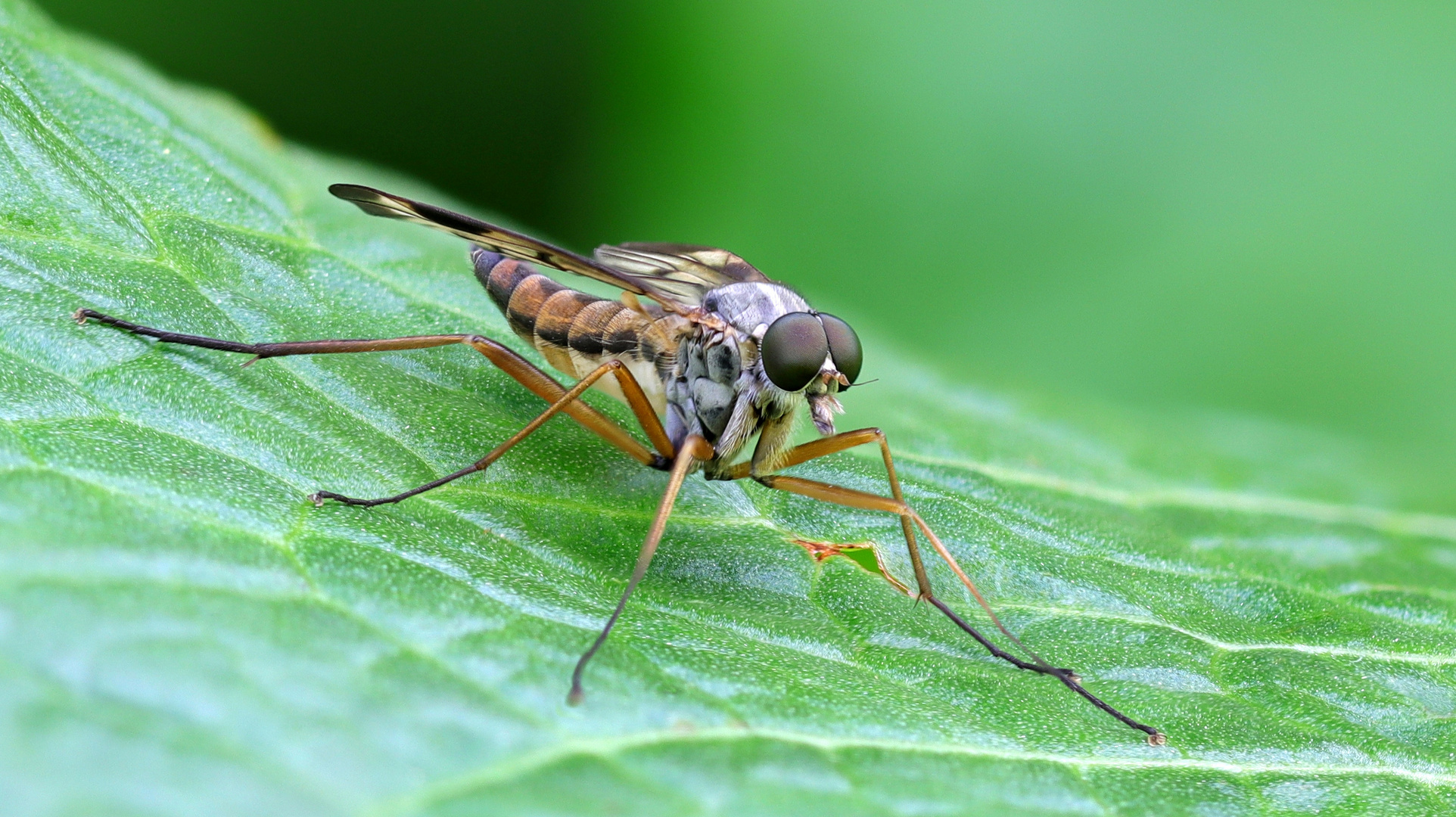 Gemeine Schnepfenfliege ( Rhagio scolopaceus )