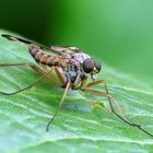 Gemeine Schnepfenfliege ( Rhagio scolopaceus )