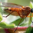 °- Gemeine Schnepfenfliege (Rhagio scolopaceus) -°