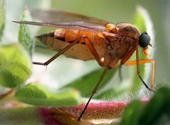 °- Gemeine Schnepfenfliege (Rhagio scolopaceus) -°