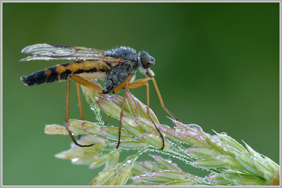 Gemeine Schnepfenfliege (Rhagio scolopaceus)