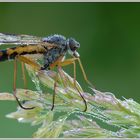 Gemeine Schnepfenfliege (Rhagio scolopaceus)