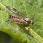 Gemeine Schnepfenfliege (Rhagio scolopaceus) seitlich