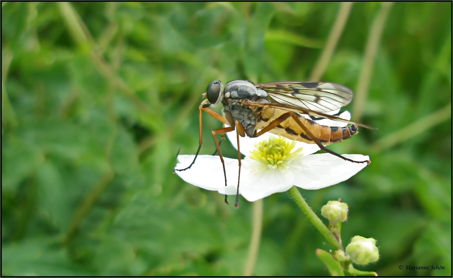 ...Gemeine Schnepfenfliege...Rhagio scolopaceus...  