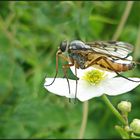 ...Gemeine Schnepfenfliege...Rhagio scolopaceus...  