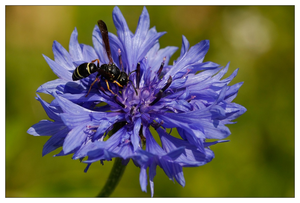 Gemeine Schornsteinwespe (Odynerus spinipes) auf Kornblume (Centaurea cyanus)