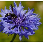 Gemeine Schornsteinwespe (Odynerus spinipes) auf Kornblume (Centaurea cyanus)