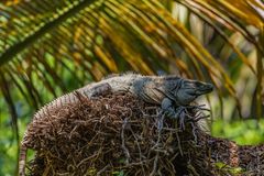 Gemeine Schwarzleguan 