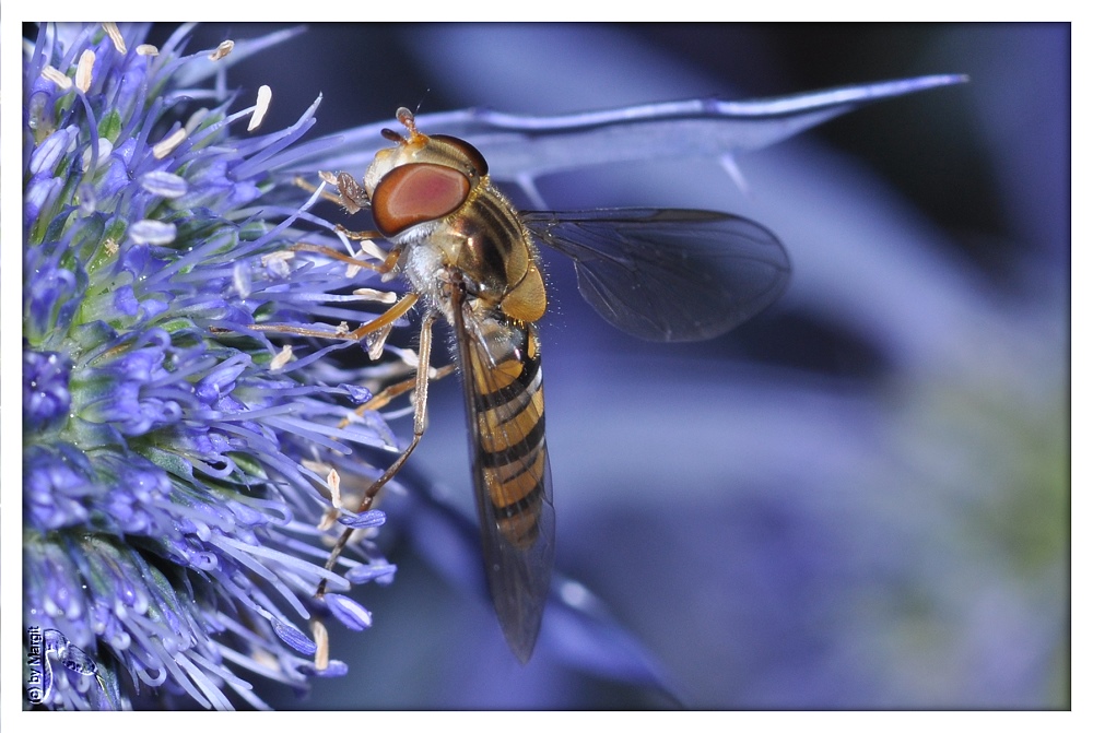 Gemeine Schwebfliege