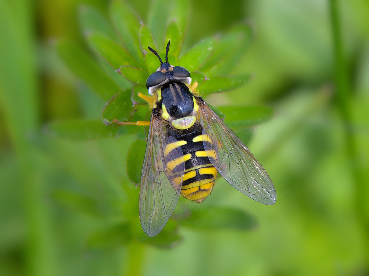 Gemeine Schwebfliege