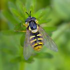 Gemeine Schwebfliege