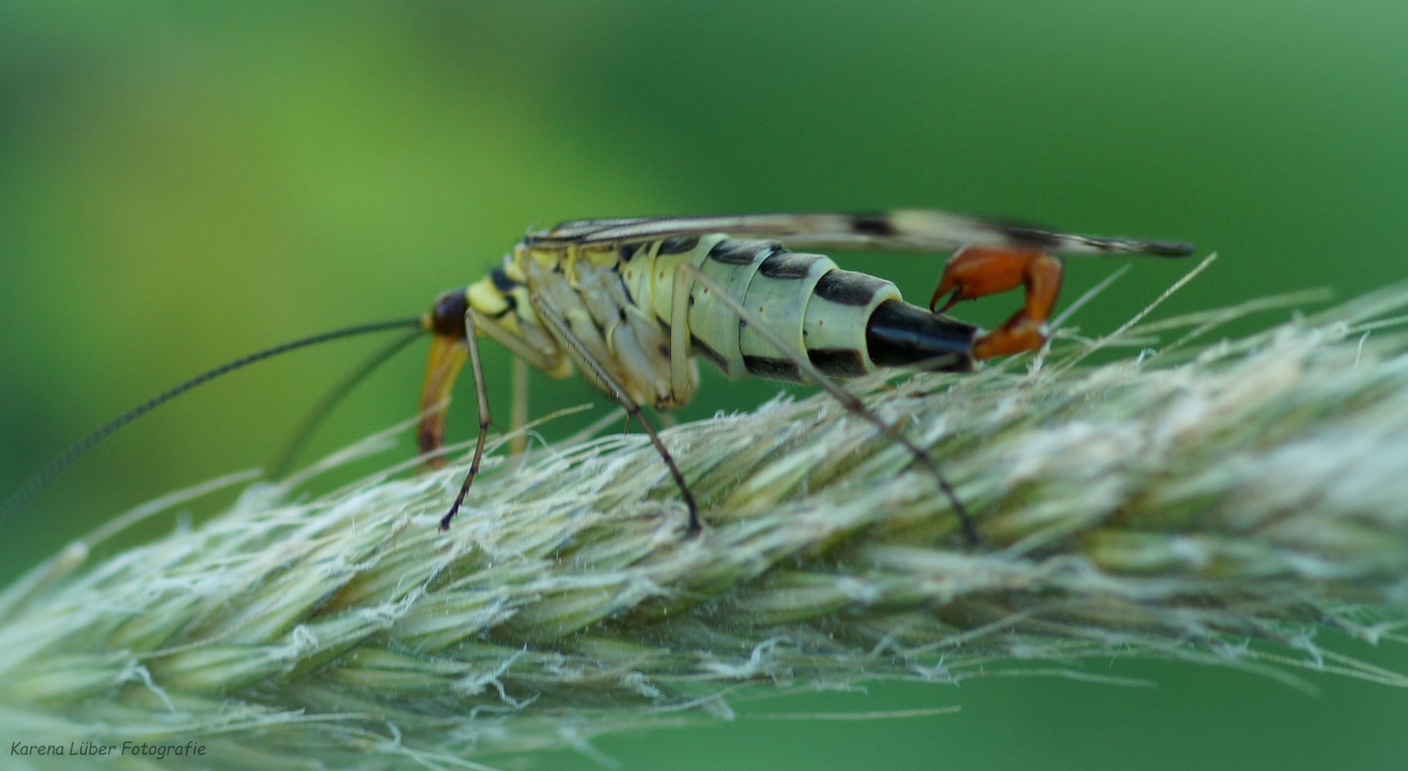 Gemeine Scorpionsfliege