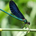  Gemeine Seejungfer ( Blauflügel-Prachtlibelle, mänl.) 