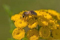 Gemeine Seidenbiene