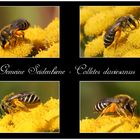 Gemeine Seidenbiene - Colletes daviesanus