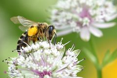 Gemeine Seidenbiene (Colletes daviesanus)